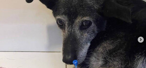 Водій, який збив собаку в Одесі, пропонував ветлікарям приспати її за 30 000 гривень