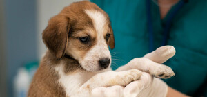 У Дніпрі безкоштовно стерилізують хатніх собак: куди звертатися