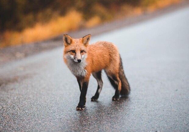 Через збільшення випадків сказу у домашніх тварин у лісах Дрогобиччини відстрілюватимуть лисиць. 