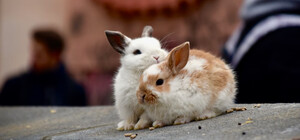 Зоозахисники звинуватили викладача НУБіП у знущаннях над тваринами