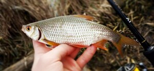 У Дніпропетровській області заборонять виловлювати рибу: що треба знати