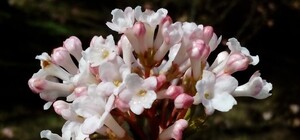 Графік та ціни: як буде працювати у квітні ботанічний сад у Дніпрі