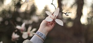 У Києві розквітли перші дерева магнолій: фото 