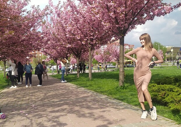 7 місць у Львові, де будуть квітнути сакури — відео. 