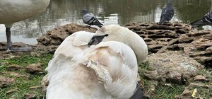 З парку Перемоги в Одесі забрали лебедів