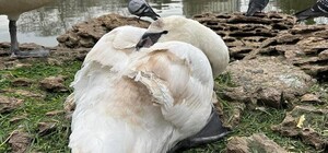 Зоозахисники знайшли чоловіка, який покалічив лебедя у парку Перемоги