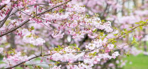 Цвітуть сакури та магнолії: як у Дніпрі на вихідних працюватиме ботсад