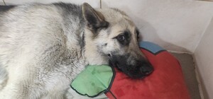 У Запоріжжі чоловік вистрелив у собаку на дитячому майданчику (фото, відео)