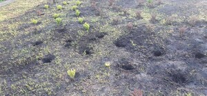 У Дніпрі в парку вандали вкрали нещодавно посаджені кущі барбарису