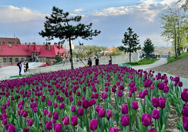 Фото дня: десятки тисяч тюльпанів, подаровані місту Нідерландами, заквітли у Львові. 