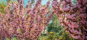 В Одеському ботсаду та парку Перемоги цвітуть сакури: як це гарно