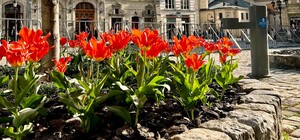 11 травня у Львові прогнозують заморозок