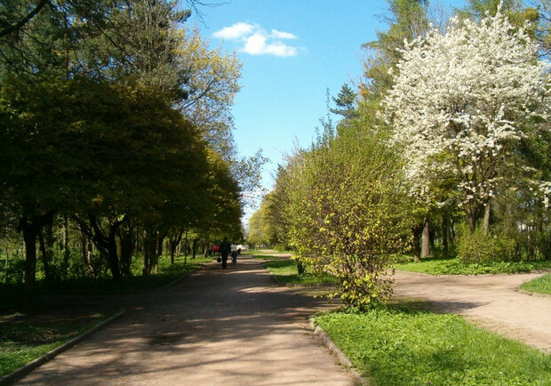 На дереві у львівському парку перехожі помітили труп. 
