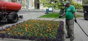 Біля Оперного в Одесі висадили екзотичну рослину