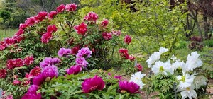 Цвітіння в Одеському ботсаду: дивись, як це красиво