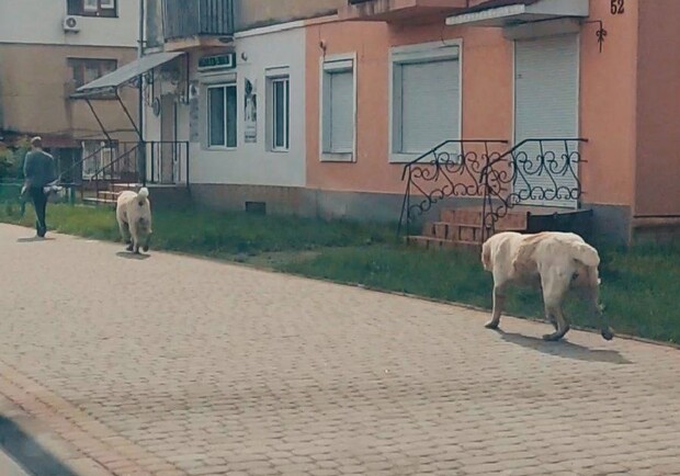 У Дрогобичі алабаї місцевого бізнесмена пошматували кількох собак, яких господині вигулювали на повідку. 