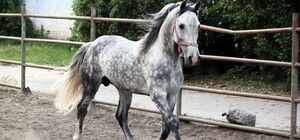 У Києві на іподромі пройдуть змагання коней рисистих порід