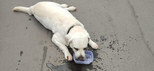 В Одесі жінка закрила собаку в машині і пішла до ресторану