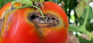 На Одещину завезли небезпечні томати з Туреччини, але їх відправили назад