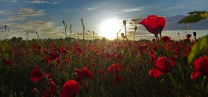 Гарне місце для фотосесії: на Одещині розцвіли макові поля