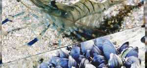 На Одещині заборонили ловити креветки та мідії