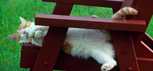 Яка погода буде у Києві на вихідних 3-4 червня