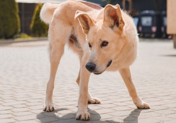 Поліція розслідує евтаназію двох собак у комунальному підприємстві «Лев» у Львові. 