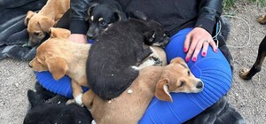 До Одеси привезли перших врятованих тварин із Херсона: як допомогти