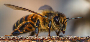 На Одещині бджоли сильно покусали трьох людей