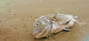 Одеські медики просять не купувати риби на ринках: є ризик ботулізму