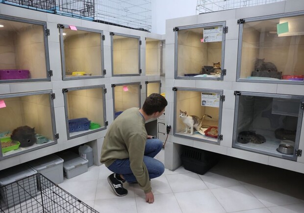 Львів'ян закликали «всиновлювати» евакуйованих із Херсона тварин. 