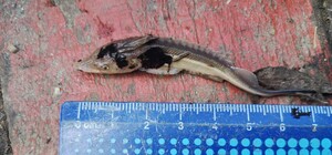 Через червонокнижну рибу на Дунаї заборонили вилов