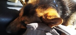 Не впустили в евакуаційний автобус: мешканець Херсона три дні пішки йшов до Одеси разом із собакою