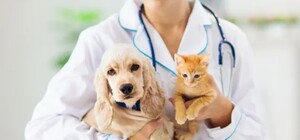 У приватному секторі Харкова безкоштовно прищеплюватимуть домашніх тварин від сказу: графік