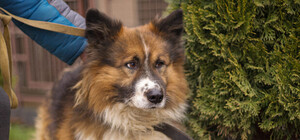 ЛКП «Лев» оприлюднило графік виїзду ловців безпритульних собак на липень