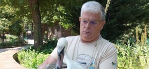 В Одесі врятували двох лебедів, які впали на дах приватного будинку