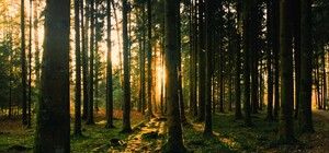 Не тільки через війну: у Запорізькій області заборонено відвідувати ліс