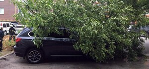 Через шквальний вітер у Запоріжжі дерева пошкодили більше 10 автомобілів