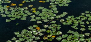 У Дніпропетровській області помітили рослину-шкідника, яка вбиває життя у водоймах