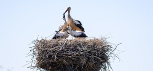 ДТЕК закликає киян повідомляти про гнізда лелек на електроопорах