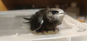 У Дніпрі діти грали у футбол стрижем