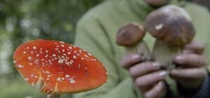 На Одещині жінка отруїлася грибами