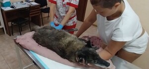 На Одещині водій двічі наїхав на собаку та поїхав