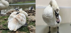 Покаліченим лебедям з Парку Перемоги знайшли новий дім