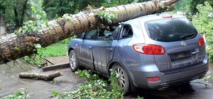 Одесит відсудив у міської ради понад 450 тисяч гривень за пошкоджену деревом, що впало, автівку