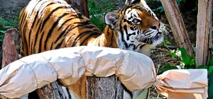 У Київському зоопарку святкують День народження тигрів