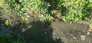 На Одещині комунальники зливали фекалії на 22 гектари лісу: кого судитимуть