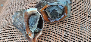 Директор підприємства в Одеській області вивив рибу та морепродукти на три мільйони