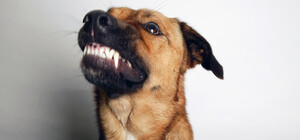 У Дніпропетровській області зафіксували кілька випадків сказу