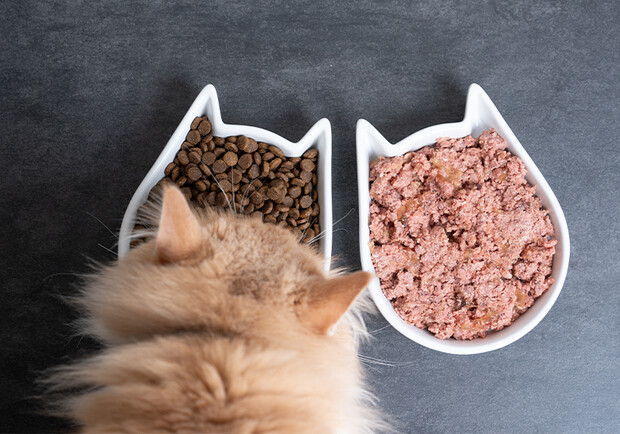 Оптимальний раціон для кішки: сухий або вологий корм.
